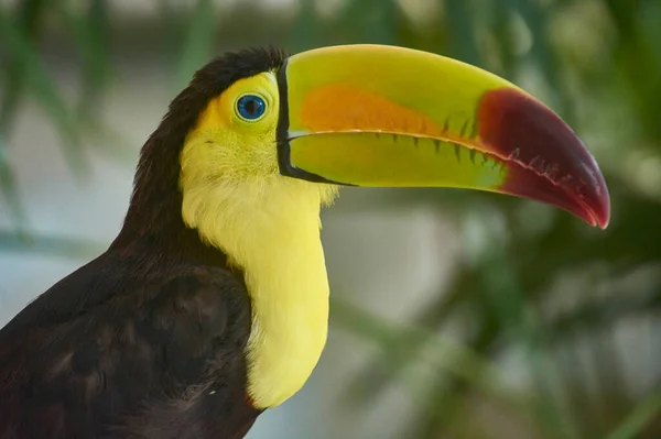 Retrato Perto Tucano Exótico Com Enorme Bico Peito Amarelo — Fotografia de Stock