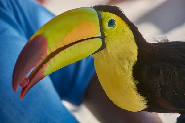 Retrato Perto Tucano Exótico Com Enorme Bico Peito Amarelo — Fotografia de Stock