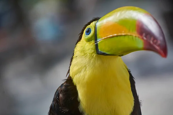 Retrato Perto Tucano Exótico Com Enorme Bico Peito Amarelo — Fotografia de Stock