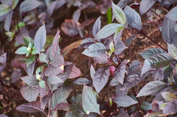 Texture of dark leaves with a very high level of detail