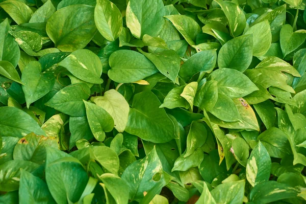 Yeşil Yaprakların Dokusu Tipik Bir Karayip Bitkisinin Çok Yüksek Çözünürlükte — Stok fotoğraf