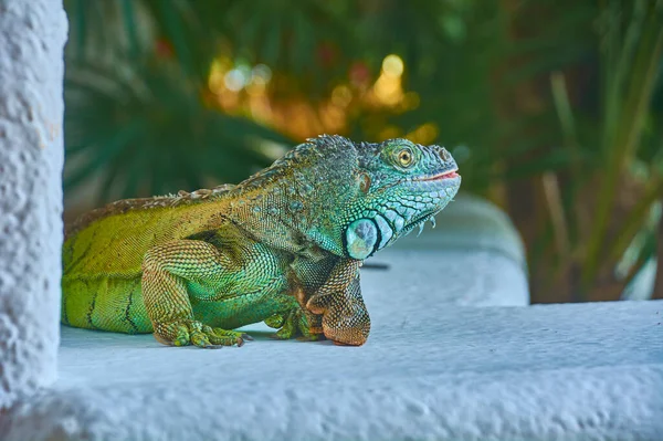 Retrato Cerca Una Iguana Verde Del Pacífico Mientras Descansa Inmóvil —  Fotos de Stock