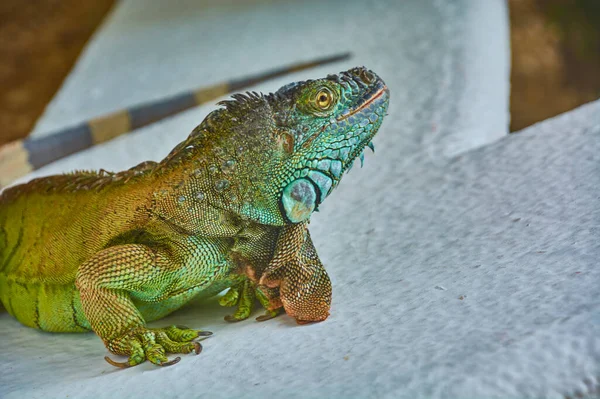 Retrato Cerca Una Iguana Verde Del Pacífico Mientras Descansa Inmóvil —  Fotos de Stock