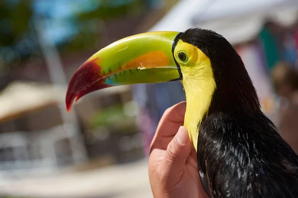 Bonito Tucano Tropical Cores Brilhantes Enquanto Está Sendo Acariciado Por — Fotografia de Stock