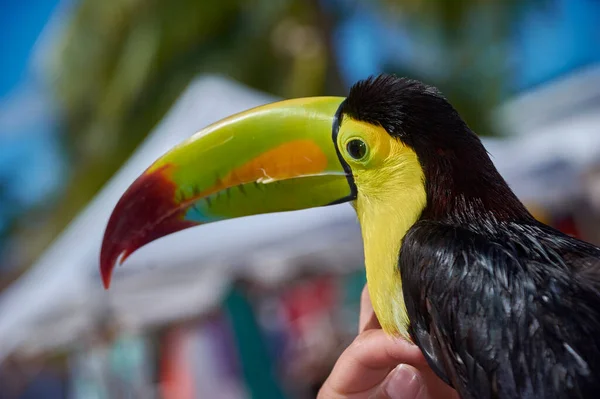 Bellissimo Tucano Tropicale Colori Vivaci Mentre Viene Accarezzato Una Mano — Foto Stock