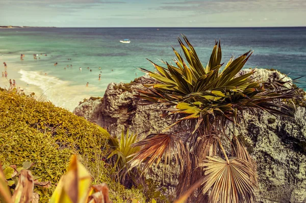 Small Palm Tree Grows Rocks Precipice Sea Tulum Mexico — Stock Photo, Image