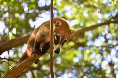 Portrait of a Coati in its natural environment in mexico