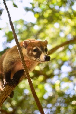 Portrait of a Coati in its natural environment in mexico