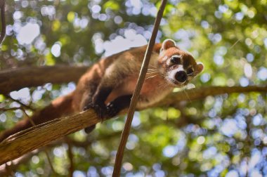 Portrait of a Coati in its natural environment in mexico