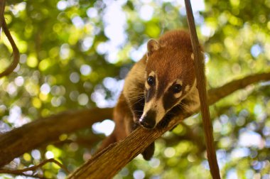 Portrait of a Coati in its natural environment in mexico