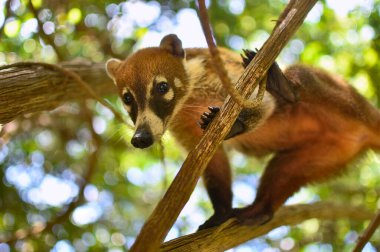 Portrait of a Coati in its natural environment in mexico