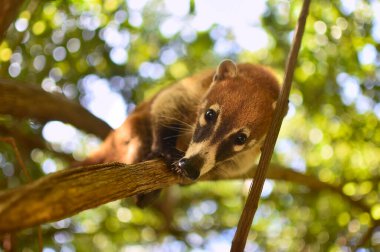 Portrait of a Coati in its natural environment in mexico