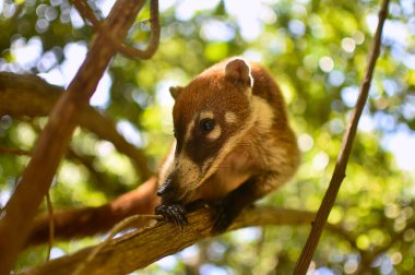Portrait of a Coati in its natural environment in mexico