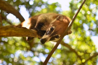 Portrait of a Coati in its natural environment in mexico