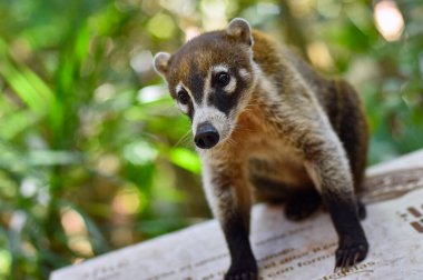 Portrait of a Coati in its natural environment in mexico
