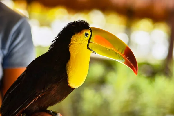 Close Portrait Toucan Mexico — Foto de Stock