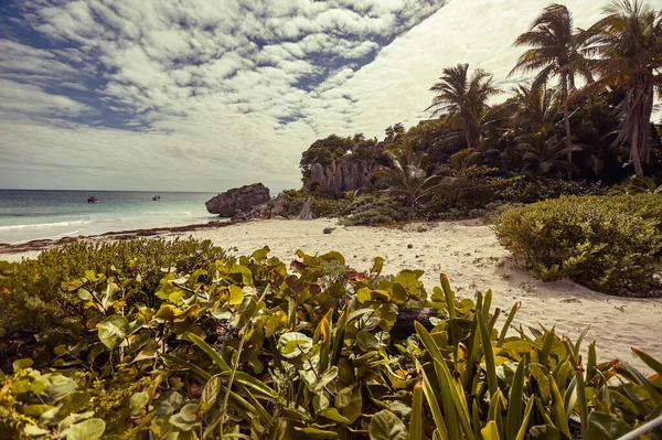 View Beautiful Caribbean Beach Lush Vegetation Palm Trees Blue Sky — Stock Photo, Image