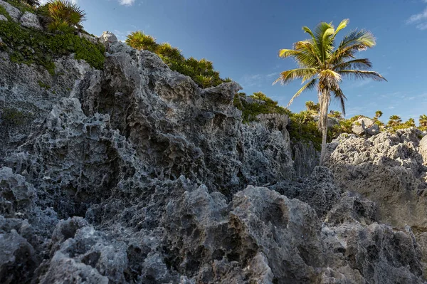 Rock face with a palm under a blue sky: Natural detail belonging to the Tulum beach in Mexico.