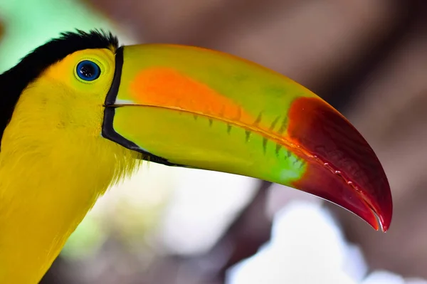 Close Portrait Toucan Mexico — Foto Stock