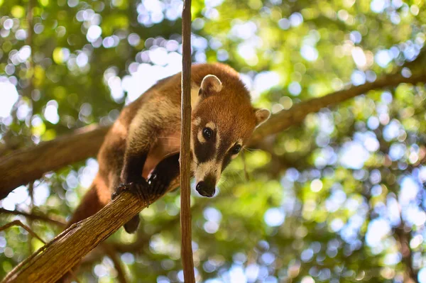 Portrait Coati Its Natural Environment Mexico — Photo