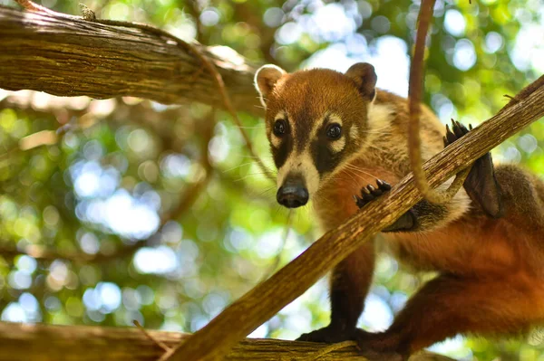 Portrait Coati Its Natural Environment Mexico — 图库照片