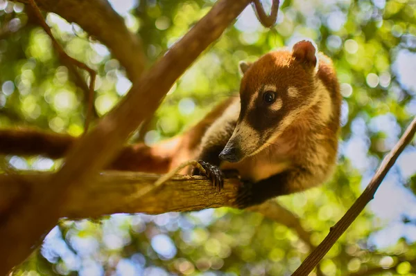 Πορτραίτο Ενός Coati Στο Φυσικό Του Περιβάλλον Στο Μεξικό — Φωτογραφία Αρχείου