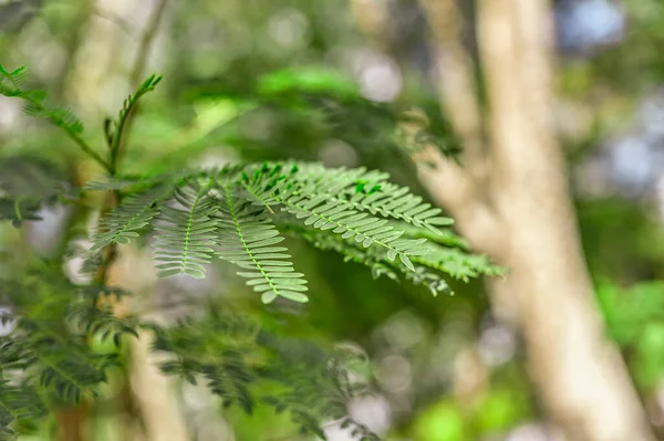 Detail Fern Plant Nature —  Fotos de Stock