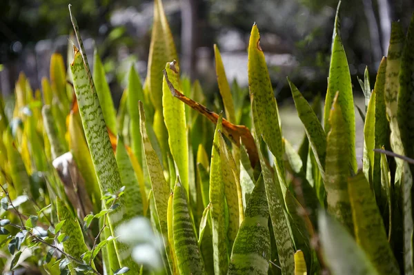 Small Hedge Aloe Vera Detail — Foto de Stock