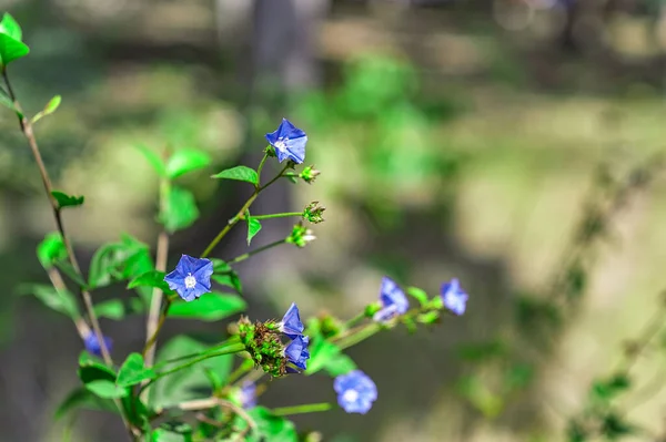 Small Purple Flowers Nature — Stok fotoğraf