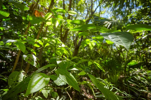 Cenote Azul Natural Wonder Mexico — Zdjęcie stockowe