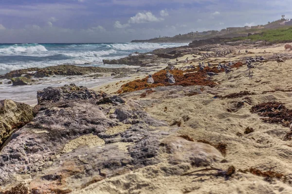 Möwenschwärme Auf Den Felsen Des Strandes Von Isla Mujeres Mexiko — Stockfoto