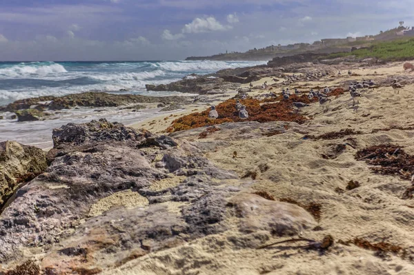 Rebanho Gaivotas Empoleiradas Nas Rochas Praia Isla Mujeres México — Fotografia de Stock