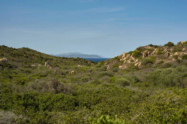 Panorama Wybrzeża Sardynii Jego Typową Roślinnością Śródziemnomorskiej Roślinności Która Dociera — Zdjęcie stockowe