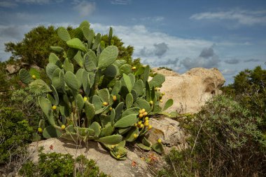 İnciri bitki Sardunya olan güneydeki hills kayaların arasında vahşi büyür.