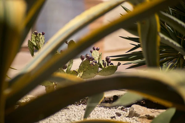 Cactus Plante Grasse Utilisé Comme Ornement Sur Nid Dans Nevada — Photo