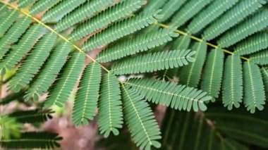 Fern leaves detail - Fern leaves in nature