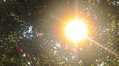 Ağaç dalları boyunca güneş ışınları Ağaç dalları boyunca güneş ışınları