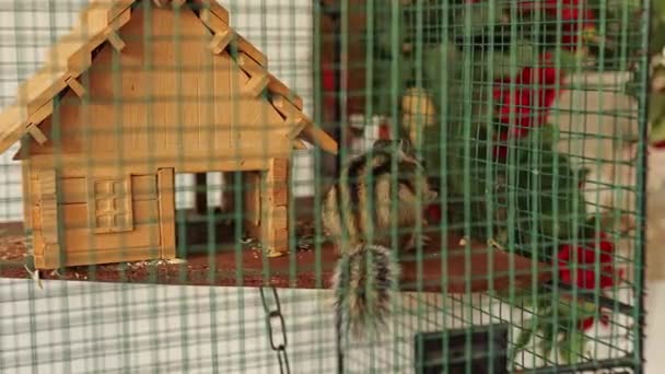 Domestic Squirrel Cage Eats Peanut Cute Siberian Squirrel Holding Hands — ストック動画