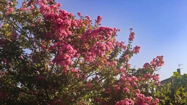 Lagerstroemia Speciosa Tree Flowering Summer Lagerstroemia Speciosa August Flowering — Stockvideo