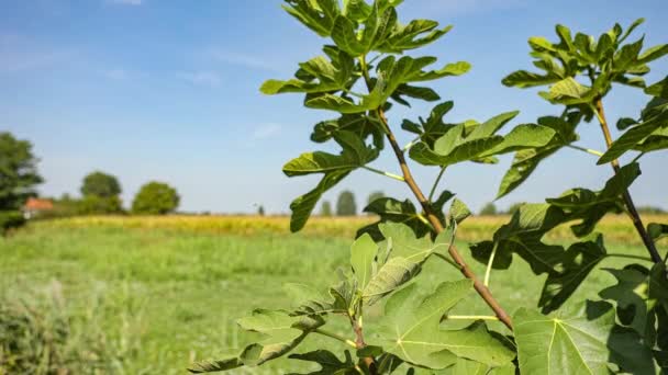 Fig Branches Countryside Countryside Landscape Fig Branches Summer Day — Vídeo de Stock