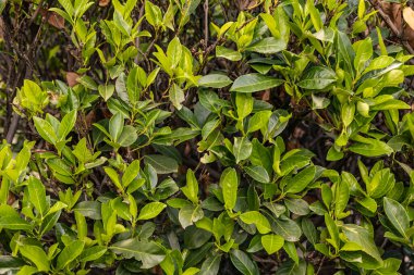 Ağaç dalı ve güneş ışığında yaprakları ile doğa arka plan