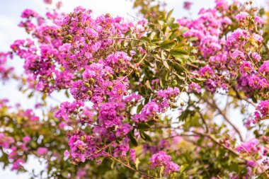 Lagerstroemia speciosa tree flowering in summer - Lagerstroemia speciosa august flowering