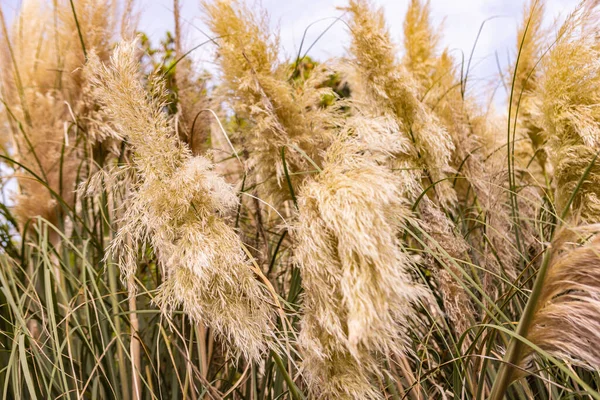 Pampas grass blowing in the wind - Pampas grass in the sky, Abstract natural background of soft plants Cortaderia selloana moving in the wind. Bright and clear scene of plants similar to feather dusters