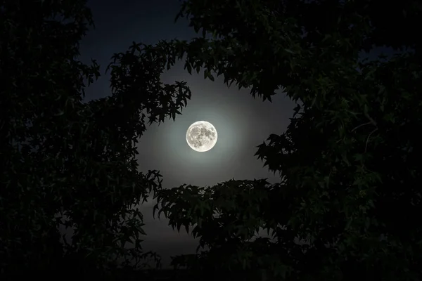 Night sky and full moon image with leaves and foliage frame. Night moon image.