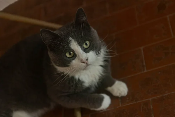 Cute Gray Domestic Cat sleep on the floor - Domestic cat portrait close up shot