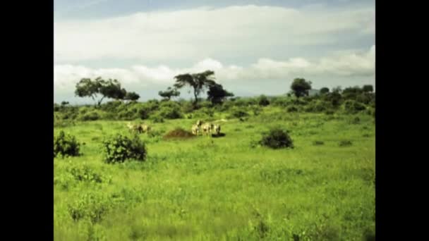Mombasa Kenya December 1977 Deers Long Horn National Park Nature — Vídeo de stock