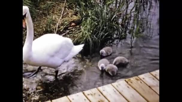 Faaker Lake Austria June 1971 Swans Chicks Scene 70S — 비디오
