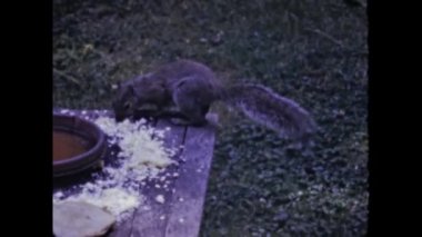 Virginia, United States june 1948: A squirrel eats leftover food near a clay pot in 40s