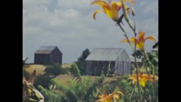 Virginia United States June 1948 Tobacco Sheds Yellow Day Lilies — Vídeos de Stock