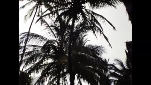 Mombasa Kenya December 1977 African People Collect Coconut Scene 70S — Vídeo de stock